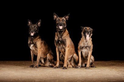 Elevage De La Foret D'Oberieuz, Eleveur de Chiens à Yutz