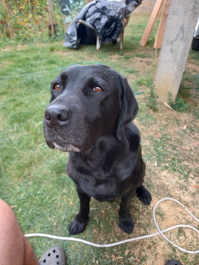 Association C.e.s.e.c.a.h, Eleveur de Chiens à Lezoux