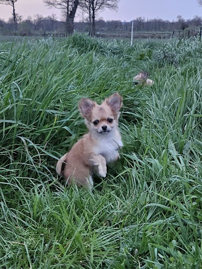 Elevage Chez Wonderland, Chihuahua LOF, Eleveur de Chiens à Pierrefitte