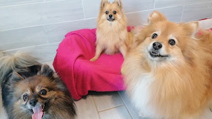 Angie et la Compagnie - Pension sans box, Pension pour Chiens à Cast