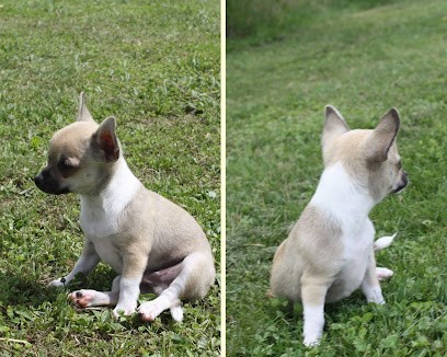 elevage canin et félin les anges de l'aube, Eleveur de Chiens à Lentilles