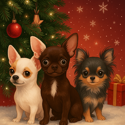 Elevage Les Petits Princes Chihuahua, Éleveur De Chiens à Guignes