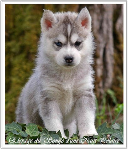 Songe d'une Nuit Polaire, Eleveur de Chiens à Saint-Gauzens