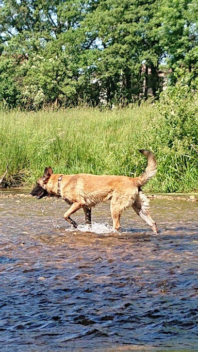 Élevage Des Idéaux De Sam'Nagrom, Eleveur de Chiens à Dore-l'Église