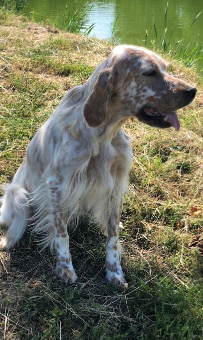 elevage des terres d'hudson, Eleveur de Chiens à Bures