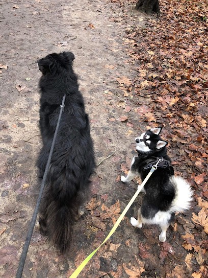 Respect-Animal.fr - Justine COURTECUISSE - Educatrice Comportementaliste Canine - Pension canine familiale, Pension pour Chiens à Saint-Rémy-lès-Chevreuse