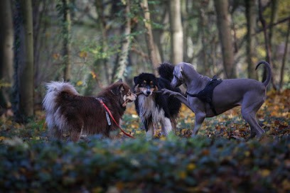 Pawsitive Lya, Pension pour Chiens à Marville-Moutiers-Brûlé