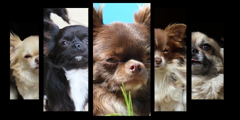 Elevage du Domaine de Mazières, Eleveur de Chiens à La Rivière