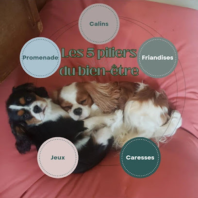 La Maison De Shoupi, Pension Pour Chien à Val de Virvée