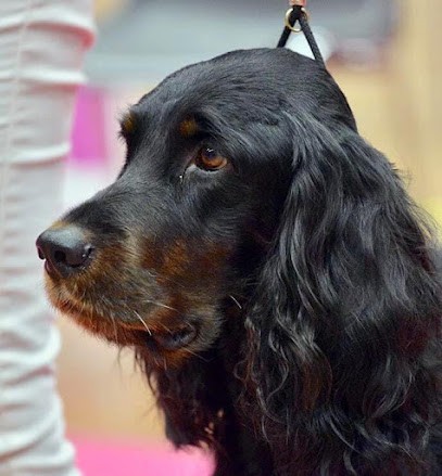 Les Setters Gordon « de Cinq à Sept », Eleveur de Chiens à Crécy-la-Chapelle