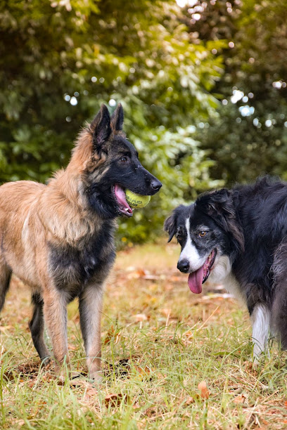 L'aura Canine Dresseur De Chiens au Haillan