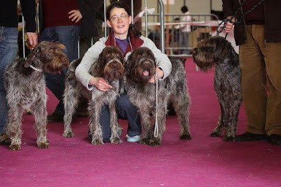 Elevage Canin Des Etangs D'ASSAT Vente De Chiots Griffon Korthals, Eleveur de Chiens à Étouars