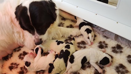 les hirondelles du prieure, Eleveur de Chiens à Béziers