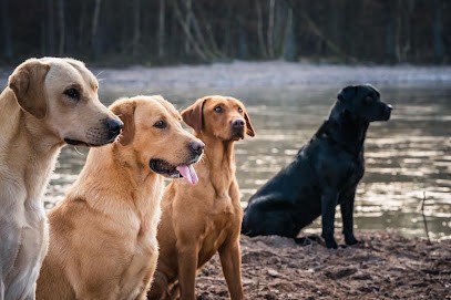 Labrador Lignée De Travail Et Chasse, Golden Retriever - Masters Of Water, Eleveur de Chiens à Fontaines-en-Sologne