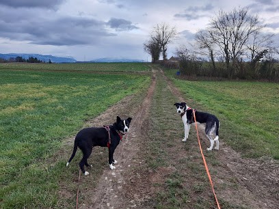 DEC Pension Canine, Pension pour Chiens au Passage