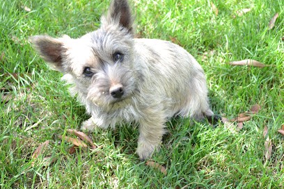 elevage du hameau de la villeneuve, Eleveur de Chiens à Bannalec