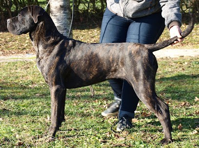 Madman's Dream élevage Cane corso, Eleveur de Chiens à Saint-Félix-Lauragais