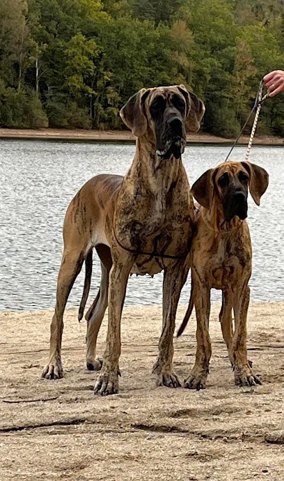 Elevage canin de La Drague d'Athies, Eleveur de Chiens à Seilhac