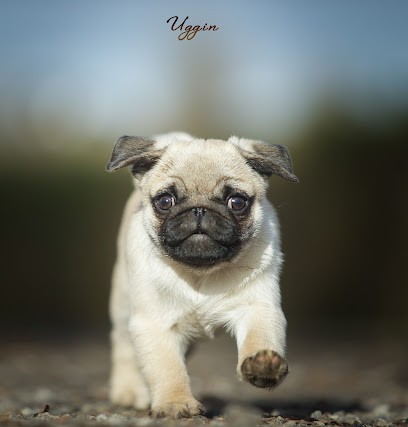 Élevage carlins - Domaine de Paladine, Eleveur de Chiens à Neuilh