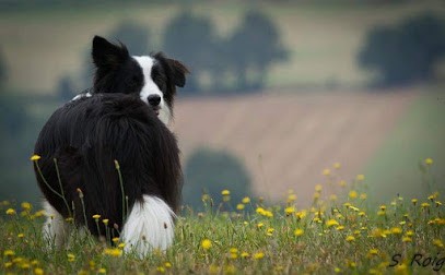 Aïe Feel Dog Almon Sandrine, Dresseur de Chiens à Milhavet