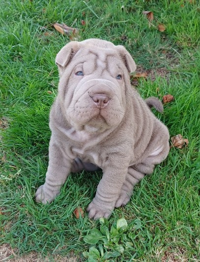 Elevage Sharpei De La Côte Des Sables, Eleveur de Chiens à Cléder