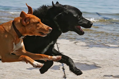 Kanidikoi, Dresseur de Chiens à Orée d'Anjou