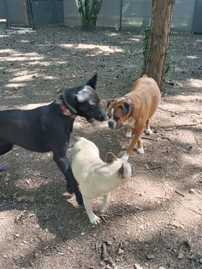 Aux Plaisirs Des Chiens, Pension pour Chiens à Soudat