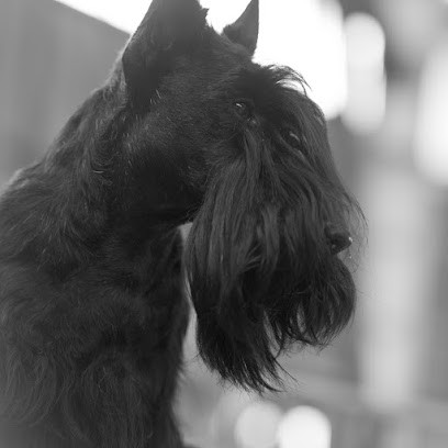 DE LA TERRE DES MAC PHILIVAN'S, Eleveur de Chiens à Camblanes-et-Meynac