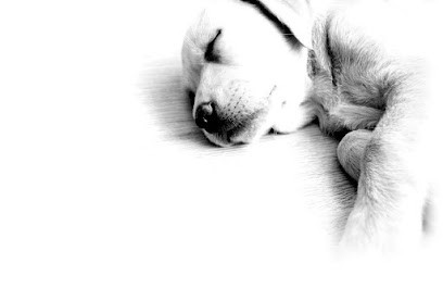 Club Canin Mauguio Carnon, Dresseur de Chiens à Mauguio