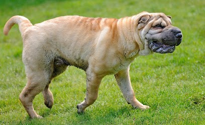 Kindogs: dressage, éducation et étude du comportement canin, Dresseur de Chiens à Saint-Siméon-de-Bressieux