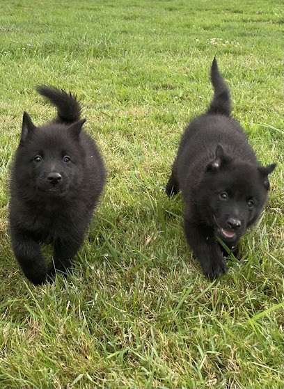 Pension Canine Et Féline Des Derniers Centurions, Pension pour Chiens à Arthez-d'Armagnac