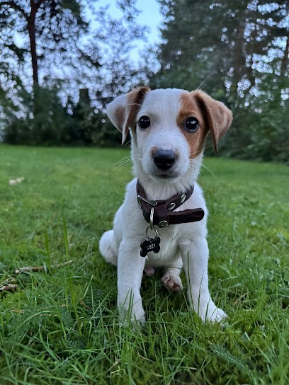 Garnier Philippe , Elevage De Chiens , Accueil Sur Rendez Vous Uniquement, Eleveur de Chiens à Gâprée