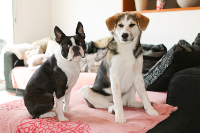 Elixirs Et Coussinets Dresseur De Chiens à Glun