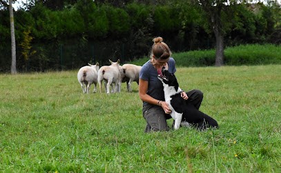 Ewe Tility Dogs Training, Dresseur de Chiens à Saint-Voir