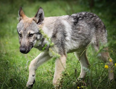 DOMAINE LASKA DIVOKA élevage chien loup européen CLEcf, Eleveur de Chiens à Sainte-Reine-de-Bretagne