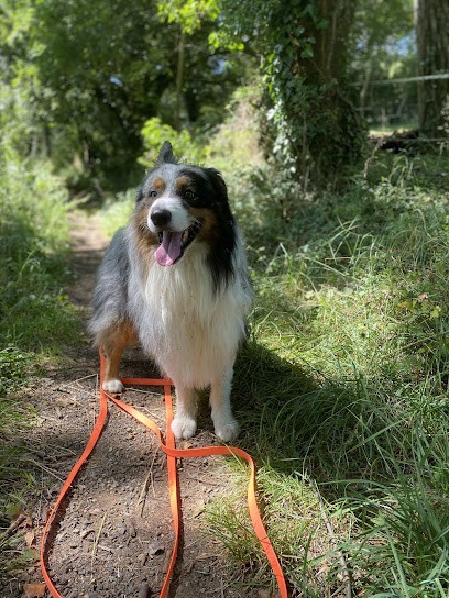 Well Dog, Dresseur de Chiens à Ville-sur-Jarnioux