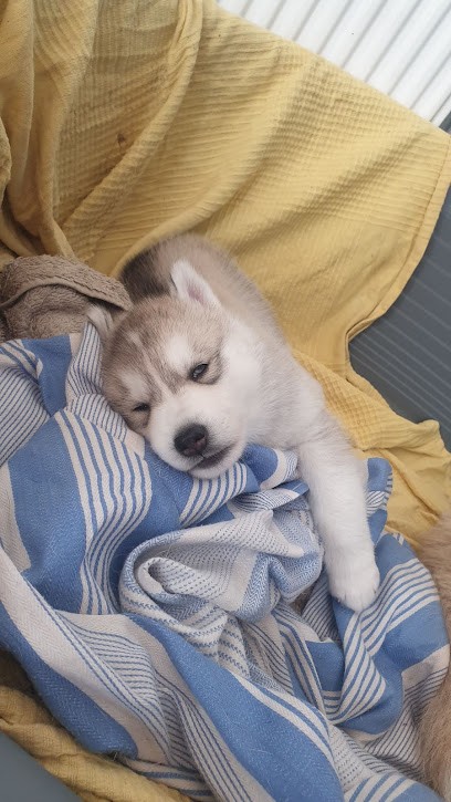 Family Loups Elevage Husky Sibérien, Eleveur de Chiens à Cagnicourt