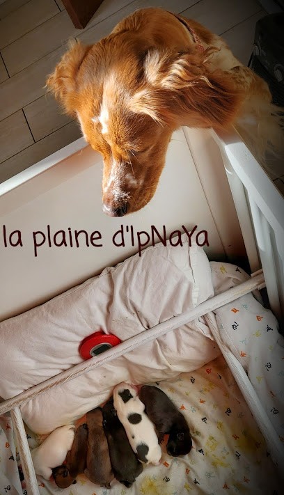 La plaine d'IpNaYa, Eleveur de Chiens à Lagardelle-sur-Lèze