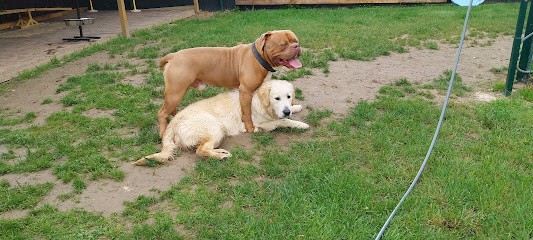 Le Royaume Animal, Pension pour Chiens à Anguilcourt-le-Sart