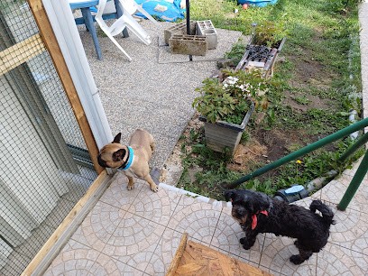 Syl Famille D'Accueil Chats et Chiens, Pension pour Chiens à Sinceny
