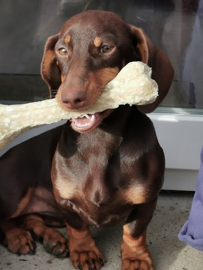 EARL Du Domaine de la Ternoise, Eleveur de Chiens à Camblain-Châtelain