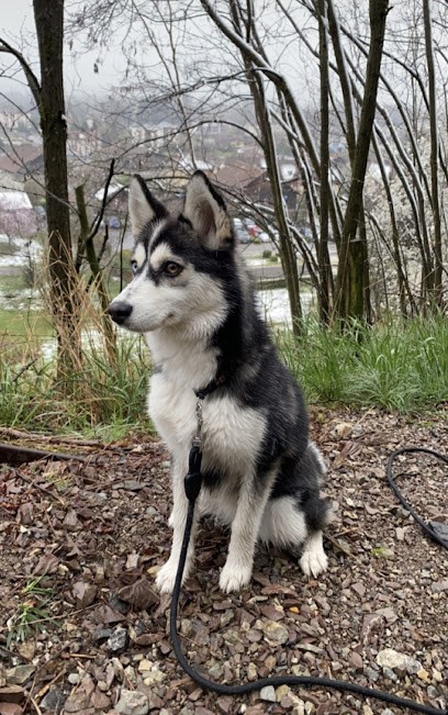 Le domaine du champ soleil, Eleveur de Chiens à Lucinges