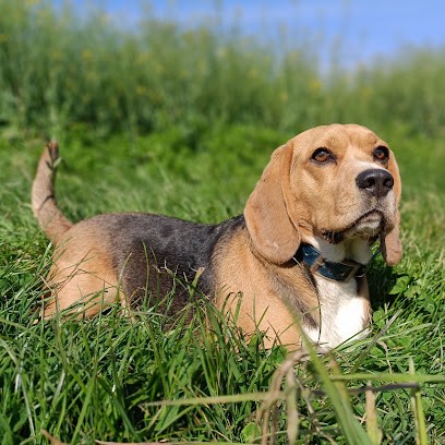 SOCIAL DOG LA PENSION, Pension pour Chiens à Rohaire