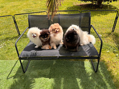 Cœur De Poméranien Bigouden, Éleveur De Chiens à Plomeur