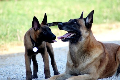 Elevage Des Terres D'arès, Eleveur de Chiens à Saint-Jean-sur-Reyssouze