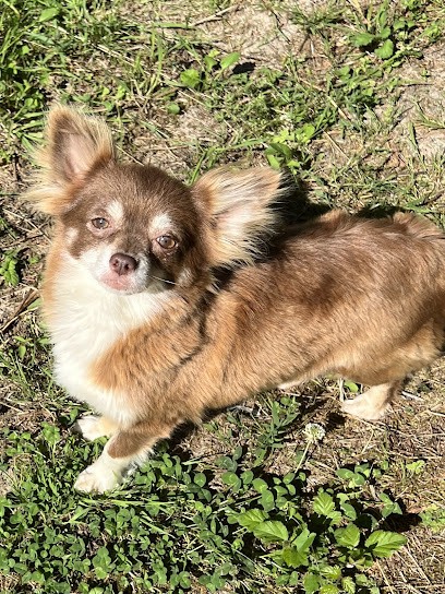 Elevage Des Seigneurs De La Bujade Aux Fées, Eleveur de Chiens au Bourdeix