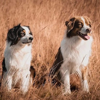 Feeling Dog, Dresseur de Chiens à Rotangy