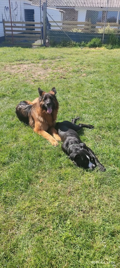 Le Vigneau, Pension pour Chiens à Sèvremoine