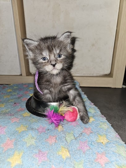 Elevage Des Bergers Du Caprimont, Eleveur de Chiens à Chèvremont