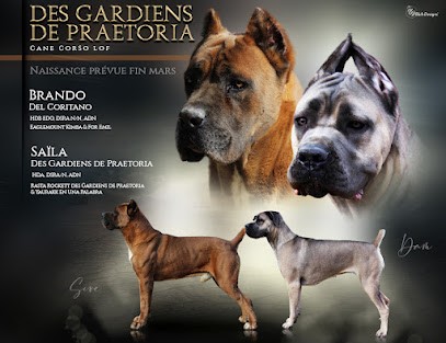 Élevage cane corso Gardiens de Praetoria, Eleveur de Chiens à Saligny-sur-Roudon